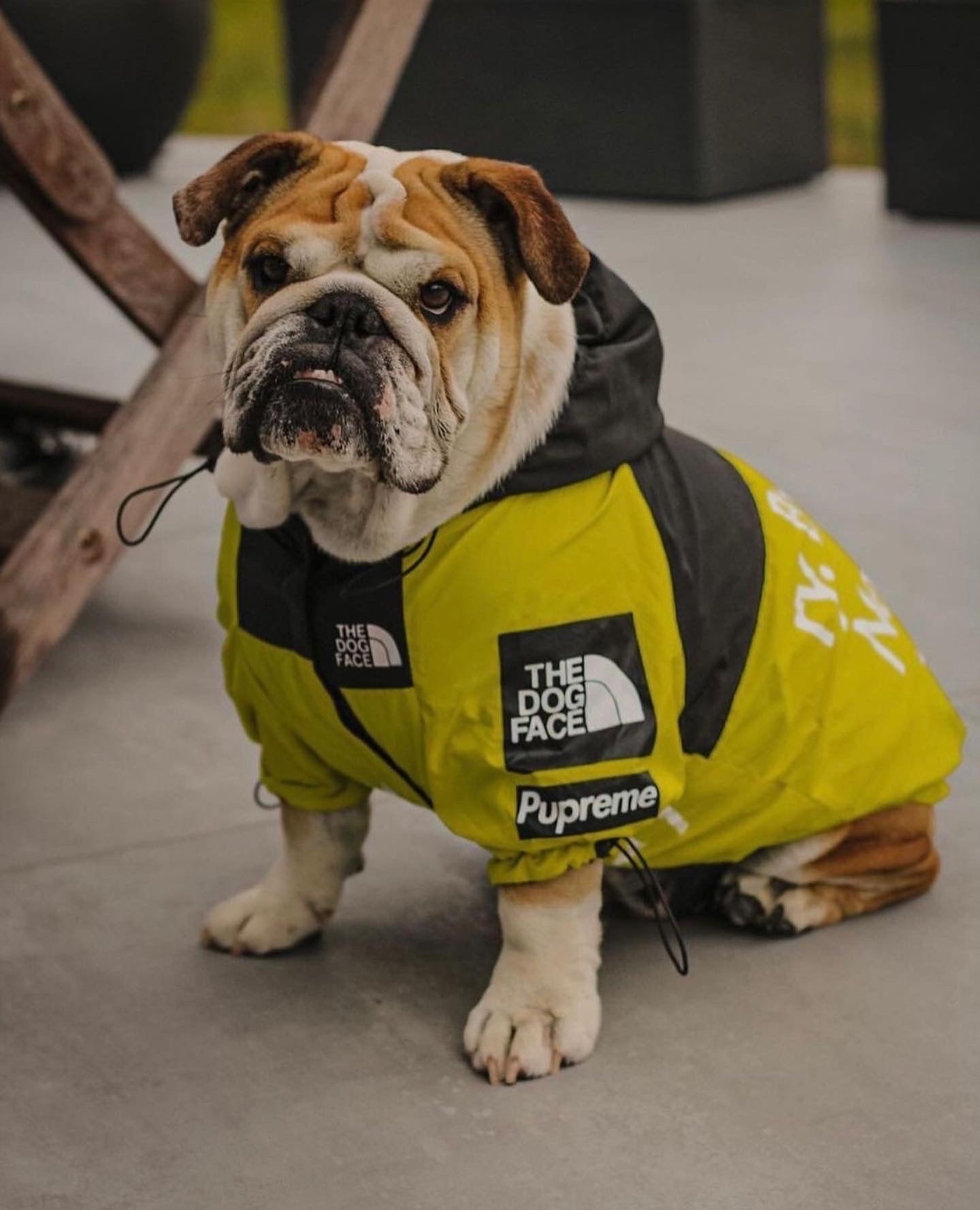 “By Any Treats Necessary” Luxury Rain Jacket