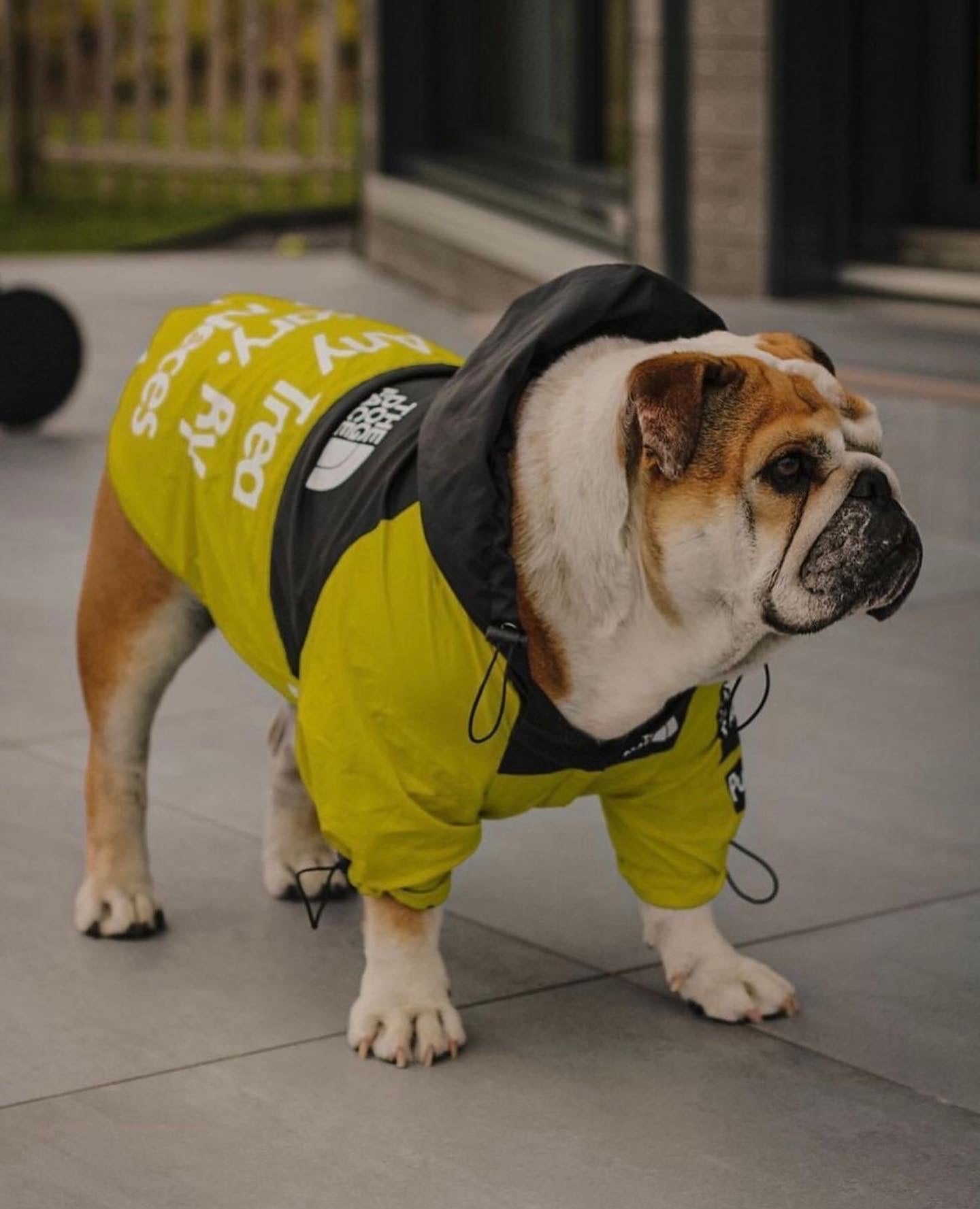 “By Any Treats Necessary” Luxury Rain Jacket