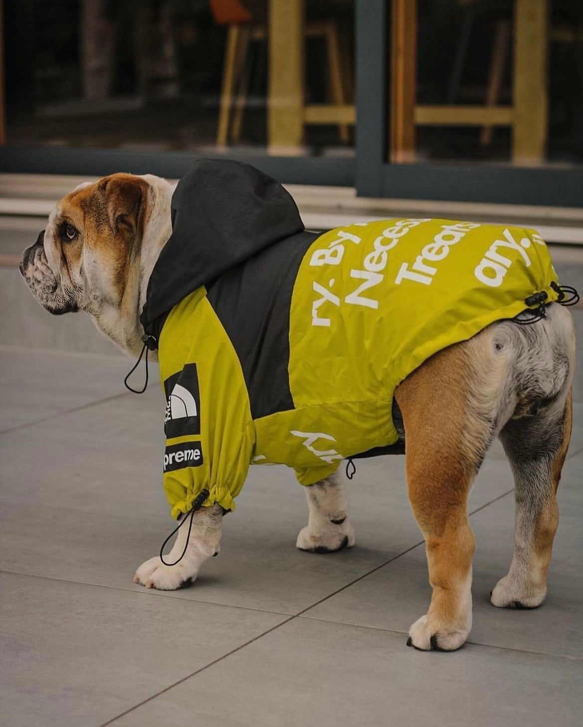 “By Any Treats Necessary” Luxury Rain Jacket