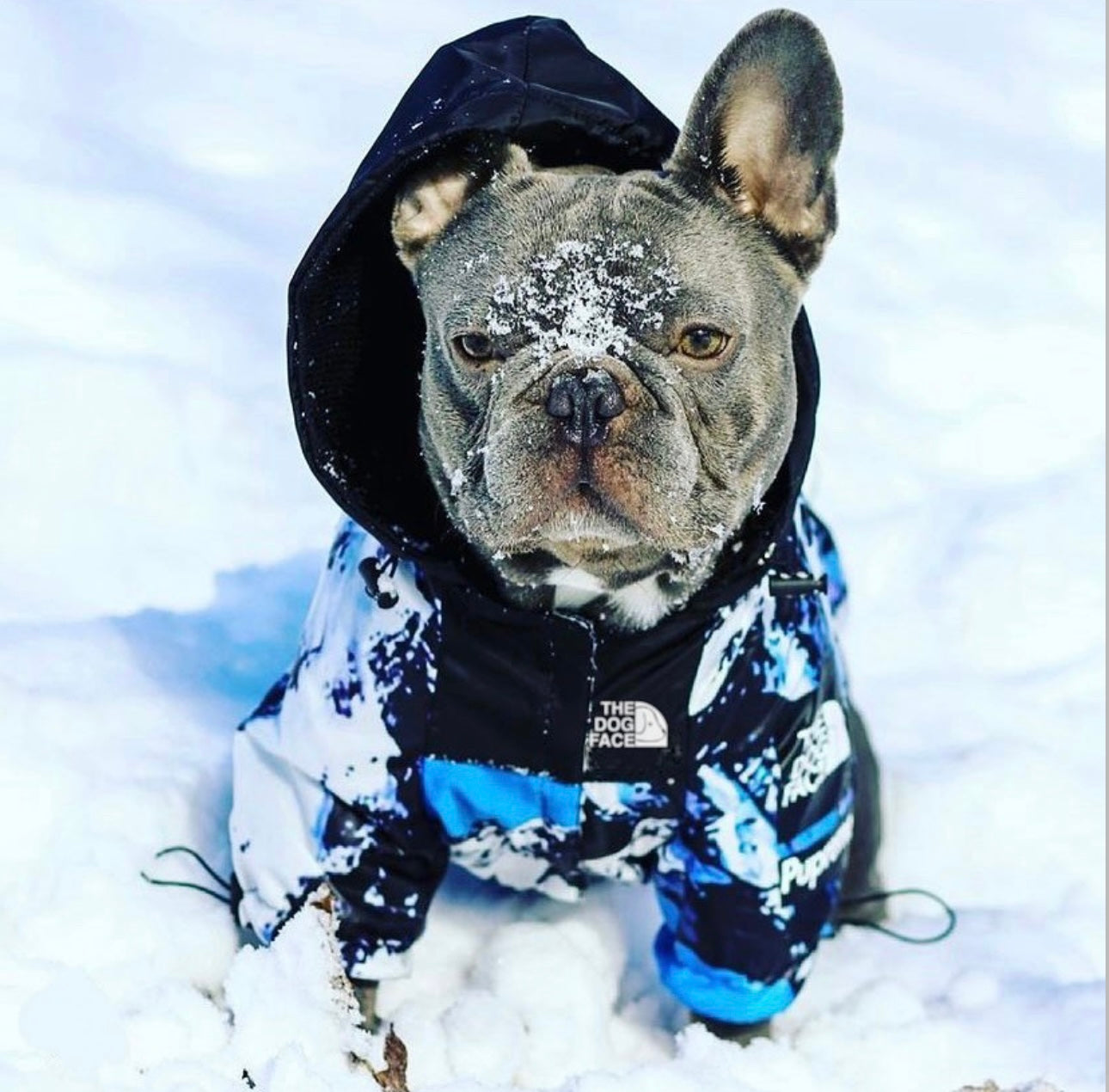 “The Dog Face” Luxury Rain Jacket