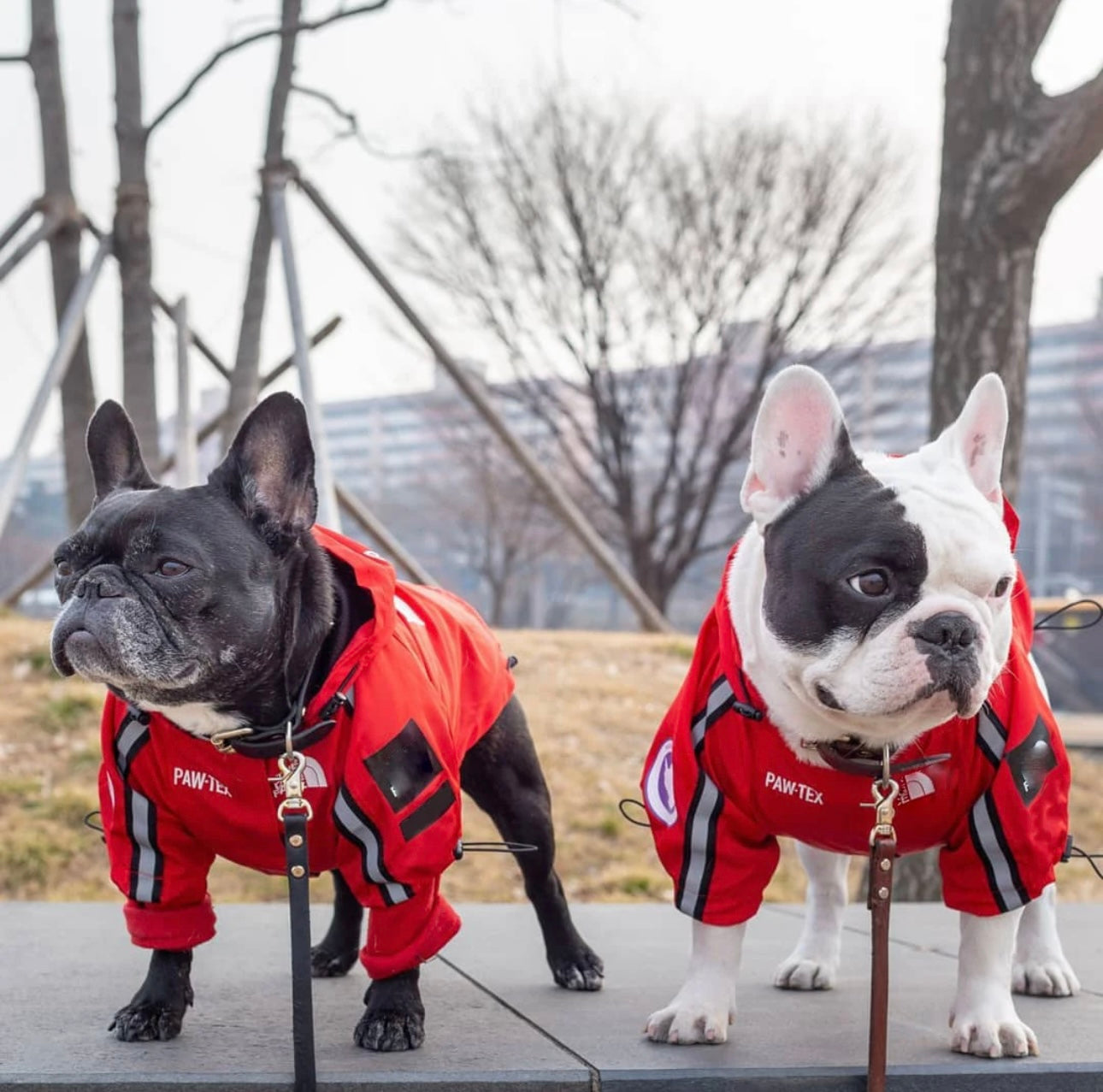 “The Dog Face” Luxury Rain Jacket